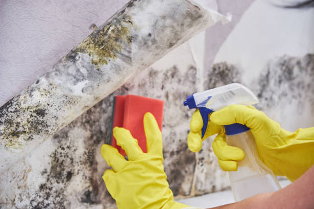 Professional Mold Removal Services in Atwater, CA